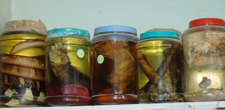 Các bàn tay và chân gấu cũng được ngâm vào các hũ rượu để trở thành "thần dược" cho các quý ông.