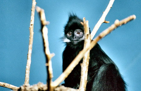 Voọc đen má trắng phân bố ở Tuyên Quang (Nà Hang, Chiêm Hóa), Cao Bằng (Vườn quốc gia Ba Bể và các huyện phía Tây bắc), Lạng Sơn, Quảng Ninh. Loài voọc này có bộ lông mầu đen tuyền. Trên má có vệt lông màu trắng kéo dài quá tai như voọc mông trắng. Đỉnh đầu có mào lông đen. Đuôi lông màu đen, không xù xì. Chúng sống trên những vách núi đá vôi ở độ cao không lớn có nhiều cây gỗ và dây leo, thức ăn là chồi non, lá cây và rất ít quả cây rừng. Đây là một loài vật đang bị đe dọa nghiêm trọng do môi trường sinh sống bị thu hẹp.