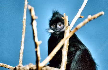 Voọc đen má trắng phân bố ở Tuyên Quang (Nà Hang, Chiêm Hóa), Cao Bằng (Vườn quốc gia Ba Bể và các huyện phía Tây bắc), Lạng Sơn, Quảng Ninh. Loài voọc này có bộ lông mầu đen tuyền. Trên má có vệt lông màu trắng kéo dài quá tai như voọc mông trắng. Đỉnh đầu có mào lông đen. Đuôi lông màu đen, không xù xì. Chúng sống trên những vách núi đá vôi ở độ cao không lớn có nhiều cây gỗ và dây leo, thức ăn là chồi non, lá cây và rất ít quả cây rừng. Đây là một loài vật đang bị đe dọa nghiêm trọng do môi trường sinh sống bị thu hẹp.