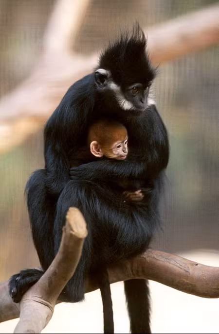 Voọc Hà Tĩnh là một loài linh trưởng đặc hữu của Việt Nam, chỉ xuất hiện ở một số khu rừng ở tỉnh Hà Tĩnh và Quảng Bình. Loài voọc này có bộ lông mầu đen tuyền và vạch bên má màu trắng bẩn đi từ góc mép tới phía sau tai, nối với vạch bên gáy trắng tuyền đi từ trên gốc tai. Ngoài thiên nhiên khó phân biệt được chúng với loài voọc đen má trắng. Hiện tại, các thông tin khoa học về voọc Hà Tĩnh chưa được thu thập đầy đủ.