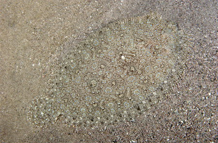 Cá thờn bơn (cá bơn) là một loài cá dị dạng với thân hình bẹt dí và đôi mắt nằm ở một bên thân thay vì đối xứng như các loài cá khác. Với lớp da có màu sắc giống hệt nền đáy biển, có thể đổi màu tùy theo môi trường, loài cá này xứng đáng được coi là một bậc thầy của thuật ngụy trang trong thiên nhiên.