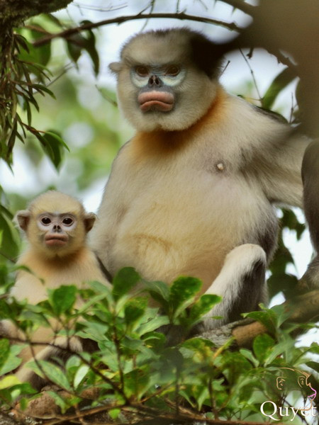 Voọc mũi hếch chỉ có ở miền Bắc, ngày nay rất hiếm gặp và đang đứng trước nguy cơ tuyệt chủng rất cao. Loài voọc này có bộ lông mầu nâu đen, lông trên đầu và quanh mặt trắng nhạt, vùng ngực, bụng, mặt trong chi trước và chi sau có mầu trắng mờ, không có mào lông trên đỉnh đầu…Môi trường sống của voọc mũi hếch có phần đa dạng hơn các loài voọc khác, từ vùng cây cao trên núi đất và thung lũng cho đến rừng cây núi đá, vùng sườn đồi dưới chân núi có rừng hỗn giao cây gỗ và tre nứa.