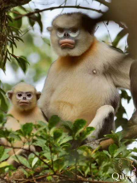 Voọc mũi hếch chỉ có ở miền Bắc, ngày nay rất hiếm gặp và đang đứng trước nguy cơ tuyệt chủng rất cao. Loài voọc này có bộ lông mầu nâu đen, lông trên đầu và quanh mặt trắng nhạt, vùng ngực, bụng, mặt trong chi trước và chi sau có mầu trắng mờ, không có mào lông trên đỉnh đầu…Môi trường sống của voọc mũi hếch có phần đa dạng hơn các loài voọc khác, từ vùng cây cao trên núi đất và thung lũng cho đến rừng cây núi đá, vùng sườn đồi dưới chân núi có rừng hỗn giao cây gỗ và tre nứa.