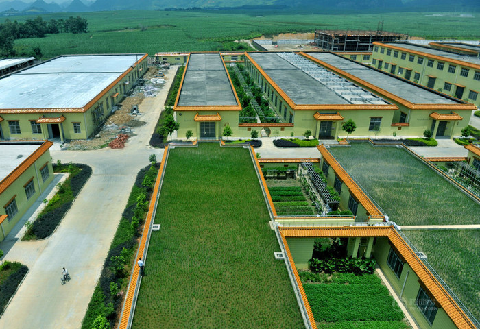 Biến mái nhà thành ruộng. Biến mái nhà thành ruộng.