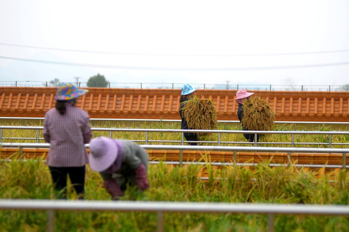 Gặt lúa trên mái nhà. Gặt lúa trên mái nhà.