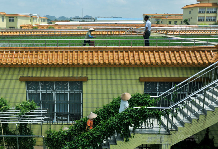 Đường lên ruộng lúa. Đường lên ruộng lúa.