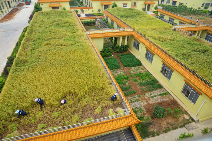 Thu hoạch lúa cấy trên nóc nhà mái bằng. Thu hoạch lúa cấy trên nóc nhà mái bằng.