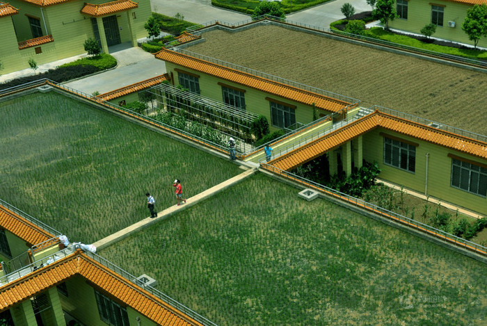 Ruộng lúa vừa cấy một thời gian trên nóc nhà mái bằng. Ruộng lúa vừa cấy một thời gian trên nóc nhà mái bằng.