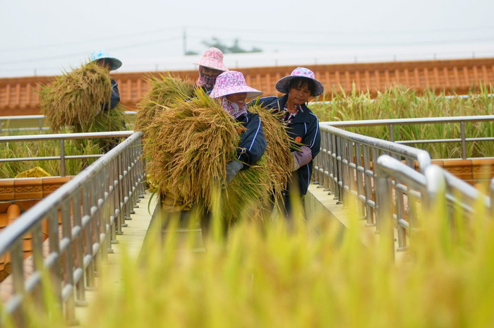 Vụ mùa thứ 3 trồng trên mái nhà, năng suất và sản lượng cao hơn ruộng mặt đất. Vụ mùa thứ 3 trồng trên mái nhà, năng suất và sản lượng cao hơn ruộng mặt đất.
