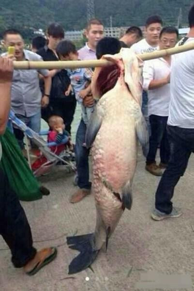 Con cá trắm đen to bằng người lớn được 2 thanh niên khiêng về.