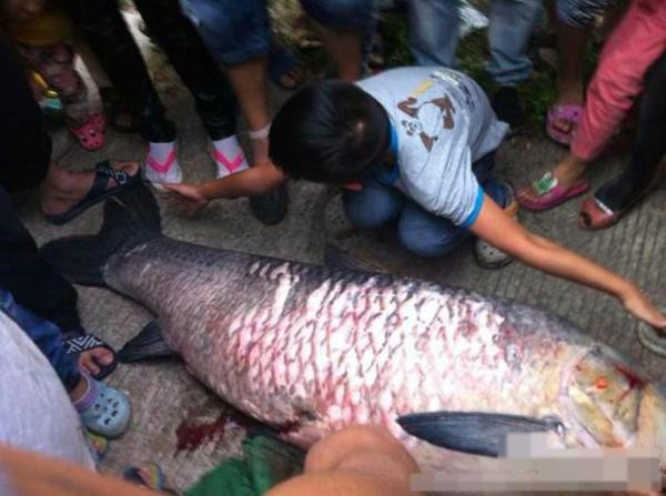 Con cá trắm đen dài hơn 1 sải tay.