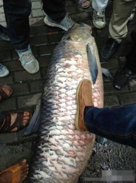 Con cá trắm đen "khủng" sau khi được lôi lên bờ.