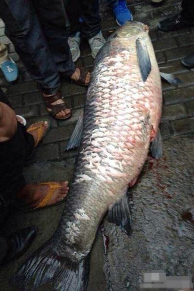 Dân địa phương xúm lại xem trắm đen "khủng".