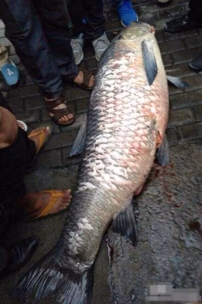 Dân địa phương xúm lại xem trắm đen "khủng".