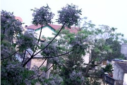 Tháng Giêng- mùa hoa xoan nở rộ… ảnh 2