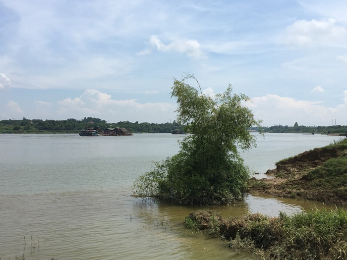 Nhiều bờ xôi ruộng mật của người dân bị các doanh nghiệp khai thác cát “đánh cắp” nay chỉ còn bụi tre làm bằng chứng sống. Ảnh Lê Minh Nhiều bờ xôi ruộng mật của người dân bị các doanh nghiệp khai thác cát “đánh cắp” nay chỉ còn bụi tre làm bằng chứng sống. Ảnh Lê Minh