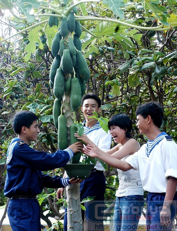 Và cây đu đủ đã hiên ngang trổ trái ngọt trên vùng đất khắc nghiệt. Và cây đu đủ đã hiên ngang trổ trái ngọt trên vùng đất khắc nghiệt.