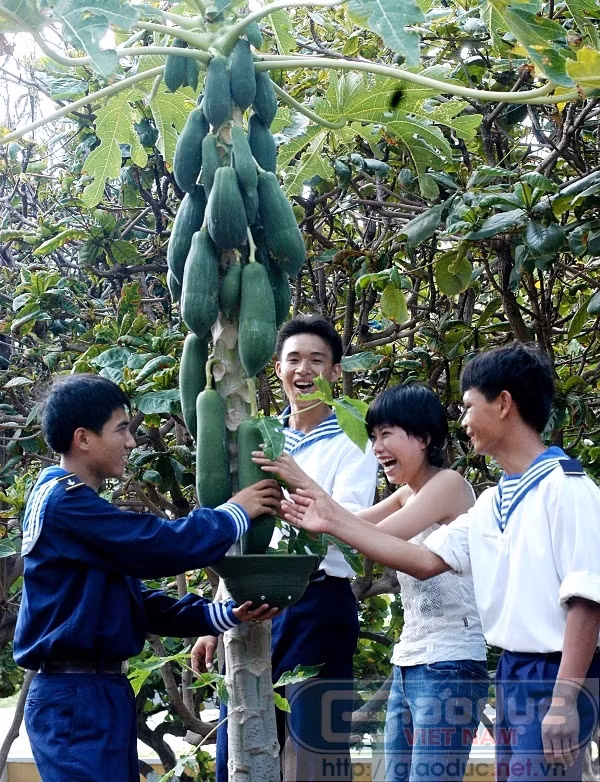 Và cây đu đủ đã hiên ngang trổ trái ngọt trên vùng đất khắc nghiệt.