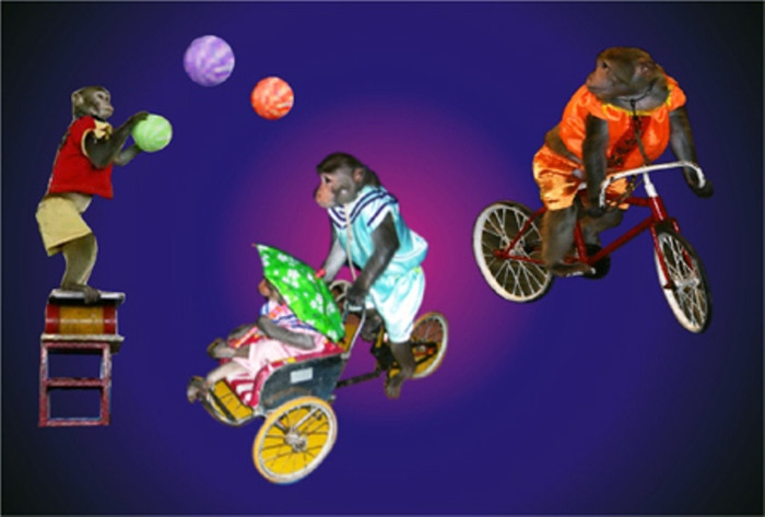 Xiếc thú luôn là tiết mục hấp dẫn và được các bé yêu thích. Xiếc thú luôn là tiết mục hấp dẫn và được các bé yêu thích.