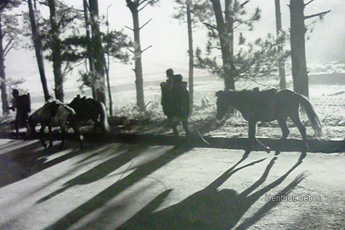 Những chú ngựa theo chân chủ đi vào thành phố (ảnh chụp đoạn Dốc Ga Đà Lạt ngày nay). Những chú ngựa theo chân chủ đi vào thành phố (ảnh chụp đoạn Dốc Ga Đà Lạt ngày nay).