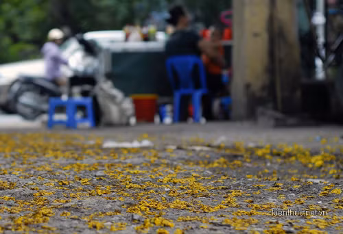 Hoa vàng mấy độ.