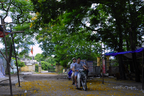 Một ngõ vắng xôn xao.