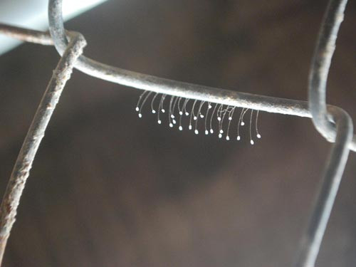 Hoa ưu đàm mọc ở hàng rào nhà anh Quang. Hoa ưu đàm mọc ở hàng rào nhà anh Quang.