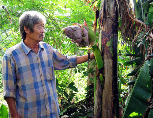 Anh Tâm và cây chuối lạ. Anh Tâm và cây chuối lạ.