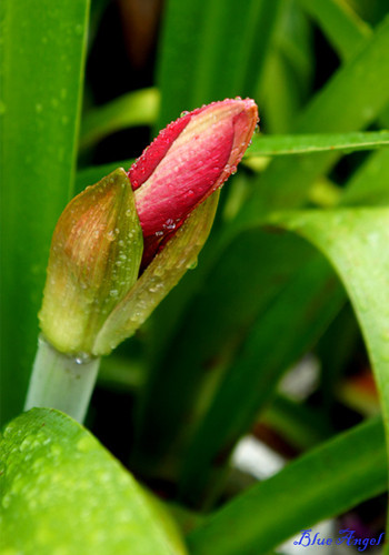 Vừa nhú mình khỏi vỏ, nụ hoa huệ đỏ ướt mèm bởi cơn mưa bất chợt. Vừa nhú mình khỏi vỏ, nụ hoa huệ đỏ ướt mèm bởi cơn mưa bất chợt.