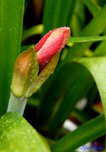 Vừa nhú mình khỏi vỏ, nụ hoa huệ đỏ ướt mèm bởi cơn mưa bất chợt.