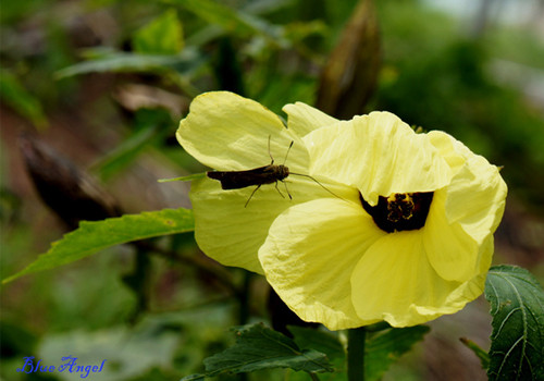 Hoa vông vàng vàng. Hoa vông vàng vàng.