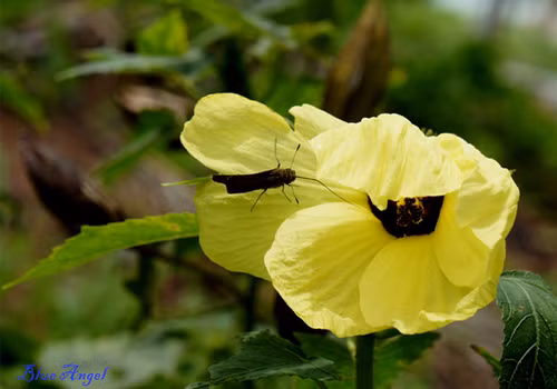 Hoa vông vàng vàng.