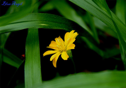 Hoa cúc dại. Hoa cúc dại.