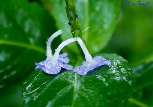 Những chiếc lá xanh mạnh mẽ đón lấy hoa thật dịu dàng. Những chiếc lá xanh mạnh mẽ đón lấy hoa thật dịu dàng.