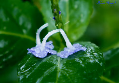 Những chiếc lá xanh mạnh mẽ đón lấy hoa thật dịu dàng.