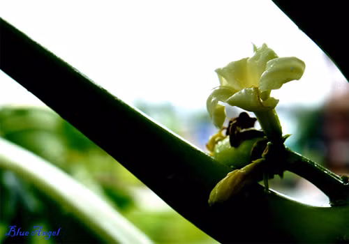 Nhánh cây đu đủ nâng đỡ và che chở cho nàng hoa tỏa sáng dưới mưa.