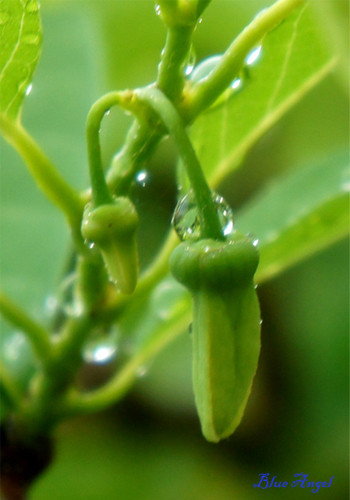 Đôi nụ na đang nép mình dưới nhánh cây mỏng, dưới chòm lá xanh non. Đôi nụ na đang nép mình dưới nhánh cây mỏng, dưới chòm lá xanh non.