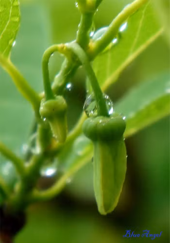 Đôi nụ na đang nép mình dưới nhánh cây mỏng, dưới chòm lá xanh non.