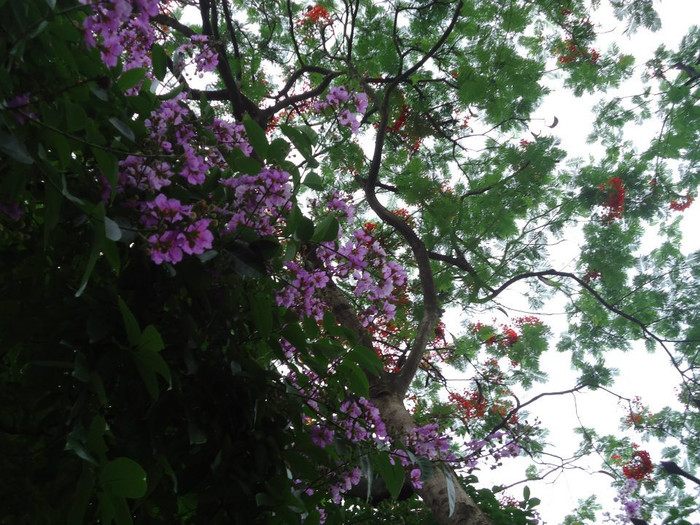 Đỏ tươi phượng vĩ, tím biếc bằng lăng.