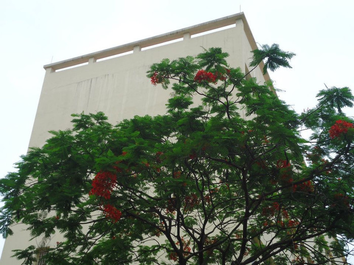 Những chùm hoa mùa hạ.