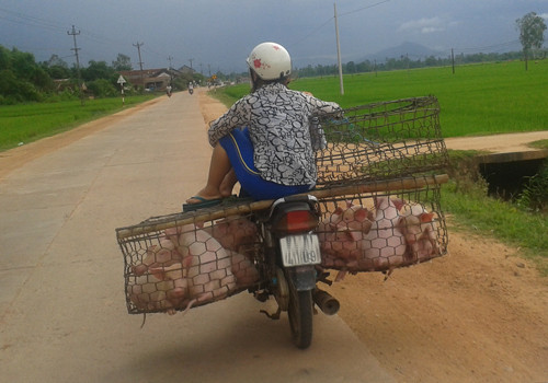 Chụp tại tỉnh lộ 636. Ảnh: Nguyen Sinh. Chụp tại tỉnh lộ 636. Ảnh: Nguyen Sinh.