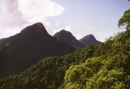 Rừng núi Tam Đảo. Rừng núi Tam Đảo.