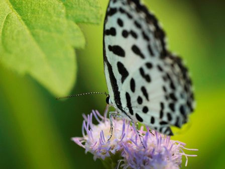 Trong vòng đời ngắn ngủi ấy, bướm đã làm đẹp cho đời bằng vẻ ngoài rực rỡ sắc màu, quyến rũ đến khó quên của mình. Trong vòng đời ngắn ngủi ấy, bướm đã làm đẹp cho đời bằng vẻ ngoài rực rỡ sắc màu, quyến rũ đến khó quên của mình.