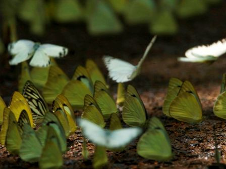 Khó có thể diễn tả hết cảm xúc khi đứng trước cảnh tượng thiên nhiên hoang dã ấy. Vẻ đẹp mong manh của muôn sắc bướm khiến bất cứ ai cũng bị mê hoặc đến xao lòng. Khó có thể diễn tả hết cảm xúc khi đứng trước cảnh tượng thiên nhiên hoang dã ấy. Vẻ đẹp mong manh của muôn sắc bướm khiến bất cứ ai cũng bị mê hoặc đến xao lòng.