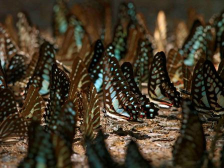 Ngày hội bướm thường diễn ra vào trung tuần tháng 4 hàng năm, bướm nhiều cơ man không kể xiết, rộn ràng như đón xuân, hớn hở như trẩy hội. Ngày hội bướm thường diễn ra vào trung tuần tháng 4 hàng năm, bướm nhiều cơ man không kể xiết, rộn ràng như đón xuân, hớn hở như trẩy hội.