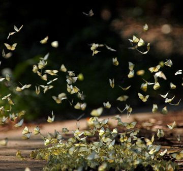 Bướm có đời sống khá ngắn ngủi, từ lúc thoát xác đến khi thành bướm chỉ vỏn vẹn trong khoảng hai tuần. Bướm có đời sống khá ngắn ngủi, từ lúc thoát xác đến khi thành bướm chỉ vỏn vẹn trong khoảng hai tuần.