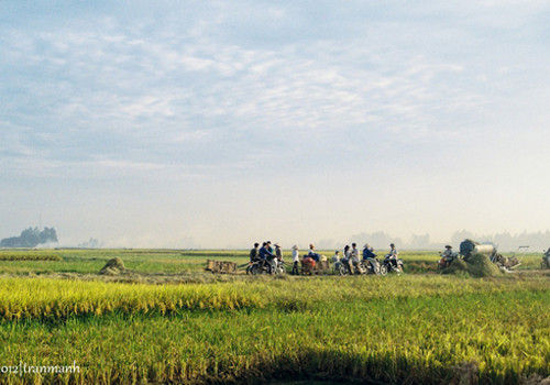 Tấp nập mùa lúa chín.