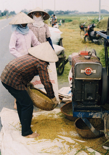 Hứng từng thúng thóc nặng trĩu.