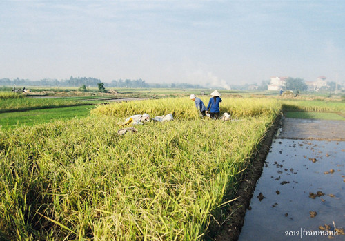 Trên cánh đồng quê hương.