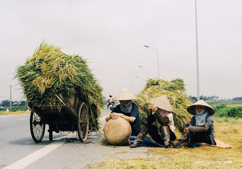 Nghỉ ngơi chờ máy tuốt lúa.